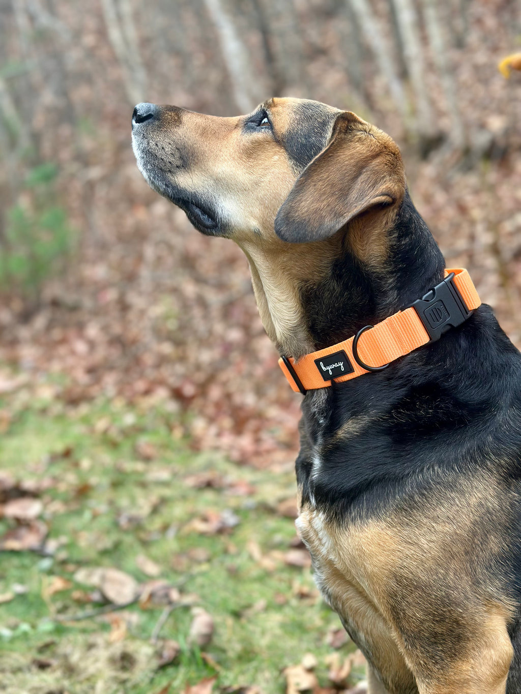 Harley Companion Pack