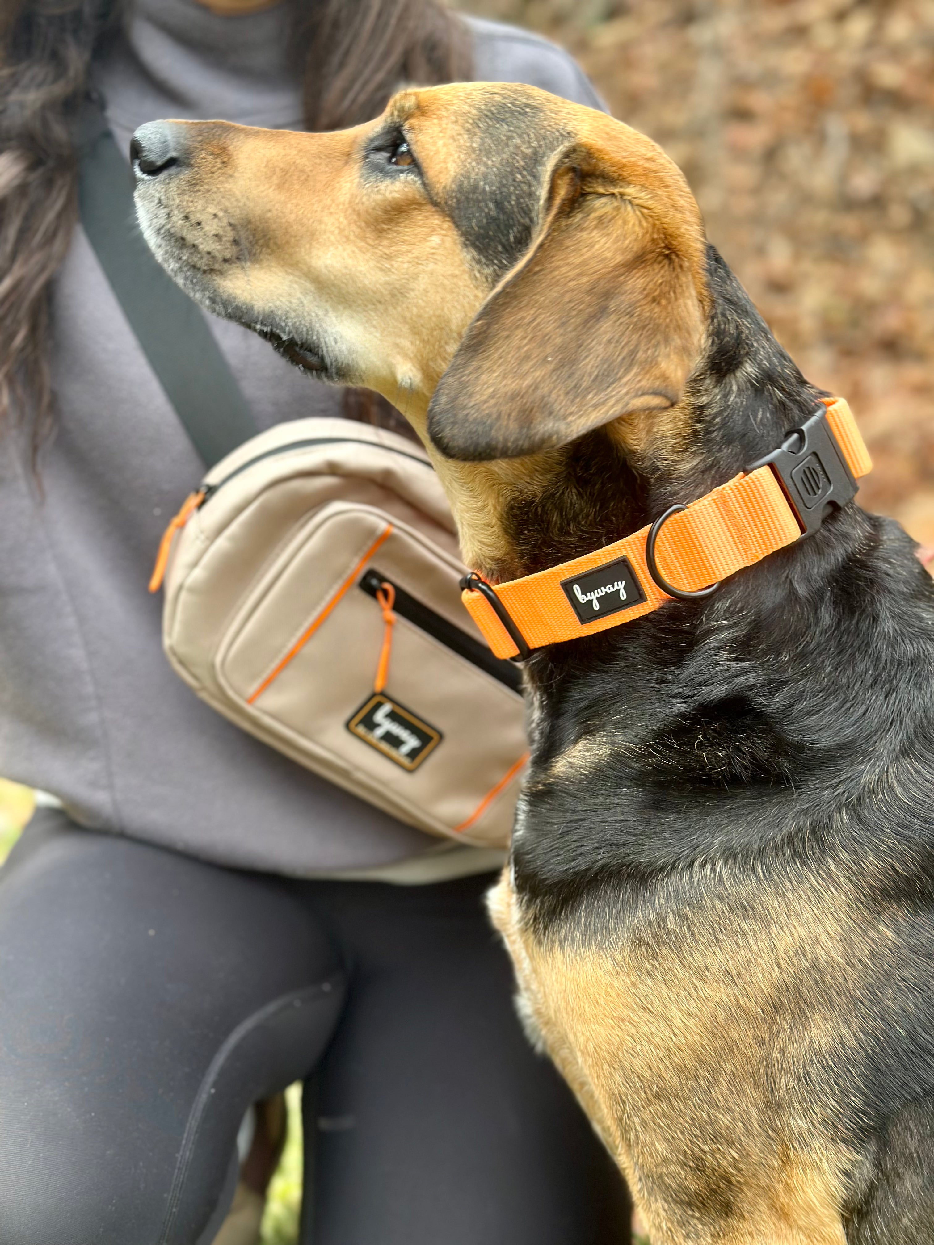 Harley Companion Pack